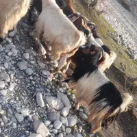 بزچاق|حیوانات مزرعه|بدره, |دیوار