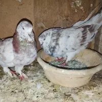 کفتر پرشی