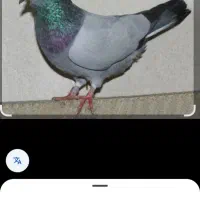 کفتر پیدا شده