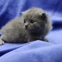 توله گربه اسکاتیش بریتیش|گربه|اهواز, معین زاده|دیوار