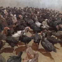 جوجه جهادی محلی