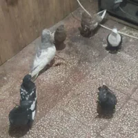 کبوتر