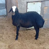 بره نر افشار