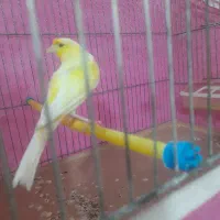 قناری ماده سالم