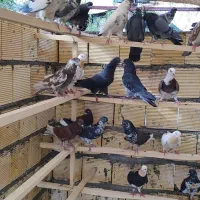 135جفت کبوتر پرشی ساعت بلا