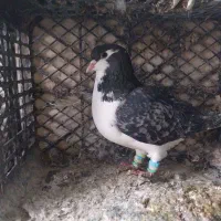 کبوتر پرشی|پرنده|تبریز, |دیوار