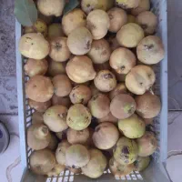 میوه به|خوردنی و آشامیدنی|قم, آزادگان|دیوار
