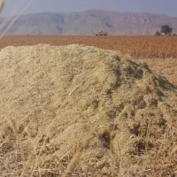 کاه گلرنگ
