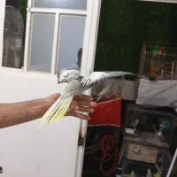 پرنده عروس هلندی گرینجک|پرنده|شیراز, کرونی(خاتونک)|دیوار