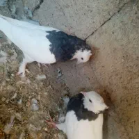 کفتر طوقی دونی 200|پرنده|شیراز, شهرک گلستان|دیوار