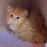 بریتیش های لانگ هیر|گربه|رشت, لاکانی|دیوار