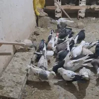 کبوتر پرنده هفت رنگ|پرنده|خرمدشت, |دیوار