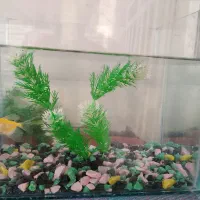 آکواریوم با ماهی و تزئینات 400 تومن