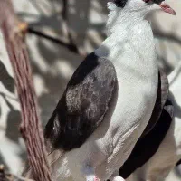 کبوتر گم شده|پرنده|اندیمشک, |دیوار