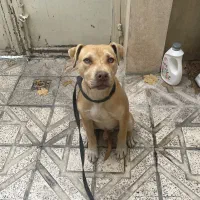 توله پیتبول رد نوییز