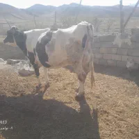 گاو شیری|حیوانات مزرعه|بجنورد, |دیوار