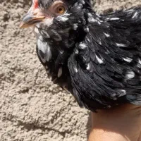 دو مرغ گلین مشکی خال سوزنی کیفیت بالا