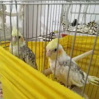 فروش عروس هلندی