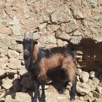 چپش آلپاین اصل