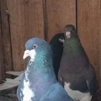 فروش ۲جفت شهری و یال