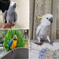 کاسکو ، آرا ، کاکادو