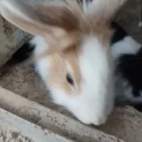 خرگوش|موش و خرگوش|کاشان, باهنر|دیوار