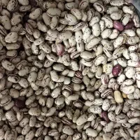 لوبیا چیتی تازه خیلی تمیز زود پز درجه یک