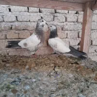 ده عدد جوجه