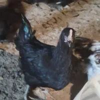 تاقچه جوجه گلپایگان مرغ خروس سیاه جهادی 4ماهه