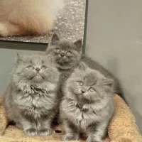 بچه گربه برتیش بلو