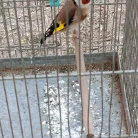 سهره|پرنده|شهر ری, سیزده آبان|دیوار