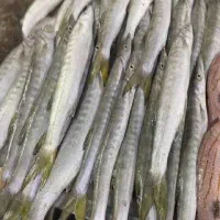 ماهی حلوا چمن و دم زرد و گالیت|ماهی|بیرجند, |دیوار