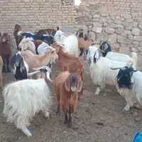 بزغاله نر