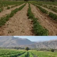 بهترین کود جایگزین در شرایط گرونی کودشیمیایی