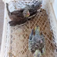 جوجه عروس هلندی
