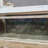 آکواریوم با شیشه ۶ میل