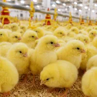 جوجه گوشتی راس 308 شرکت هما