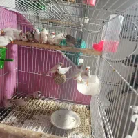 فنچ خانگی زیر قیمت مغازه