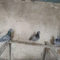 کبوتر مسافتی|پرنده|لاجان, |دیوار