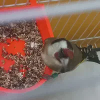 سهره نر عطیفه رخ اروپایط|پرنده|مشهد, طلاب|دیوار