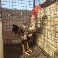 لاری هندی|حیوانات مزرعه|تهران, دانشگاه شریف|دیوار