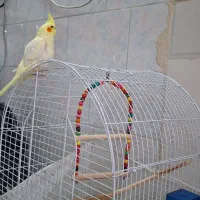 عروس هلندی