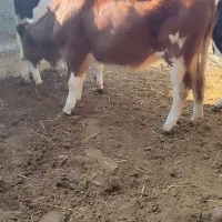 تلیسه مونت سیمینتال قرمز شرابی جنس|حیوانات مزرعه|گمیشان, |دیوار