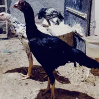 تعدادی لاری مرغ و خروس و جوجه خروس