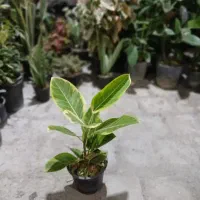 تخفیف ۳۰درصدی گل|گل و گیاه طبیعی|بروجرد, |دیوار