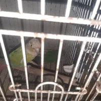 گرینچیک مقطوع