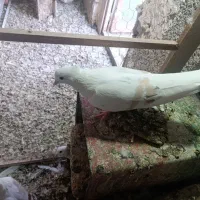 ماده دومیل زرد
