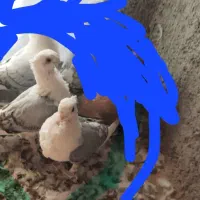 کبوتر فروشی