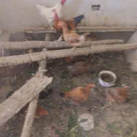 افروش مرغ تخمگذار|حیوانات مزرعه|عجب شیر, |دیوار