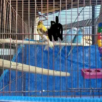 قناری نر  و مرغ عشق